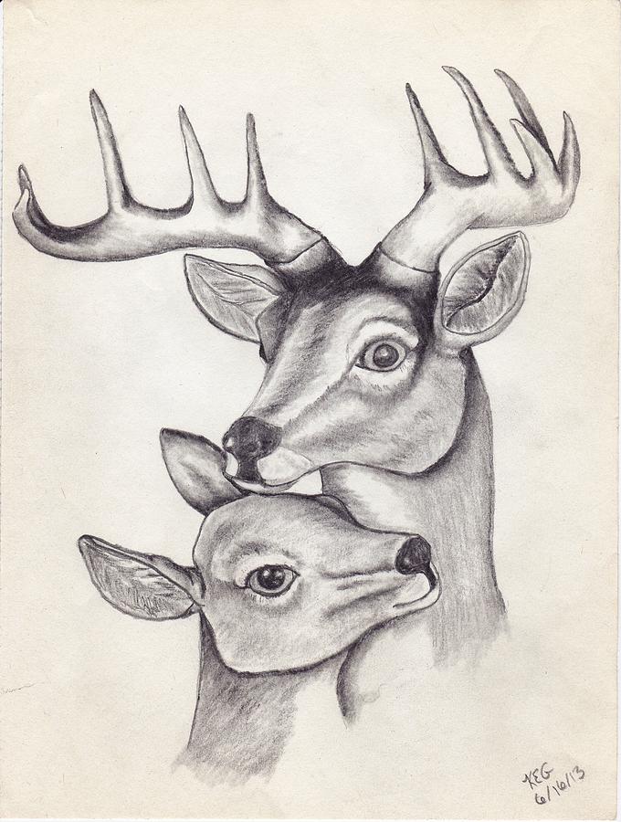 Рисунок лань карандашом