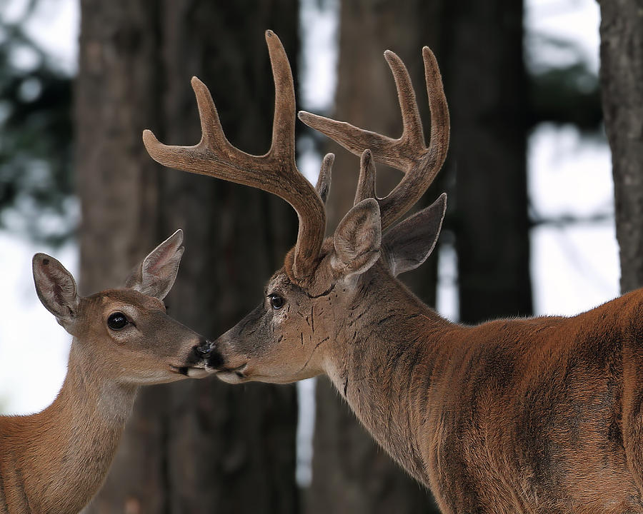 Deer Kiss Photograph by Missi Gregorius
