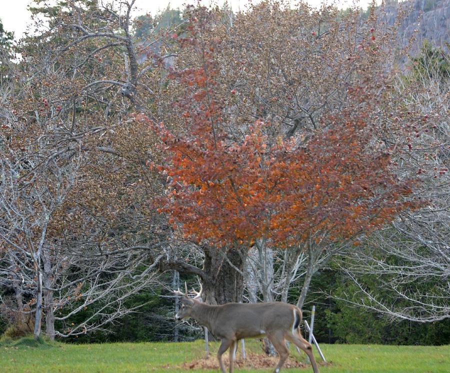 Deer Late Autumn Acadia Photograph by Lena Hatch