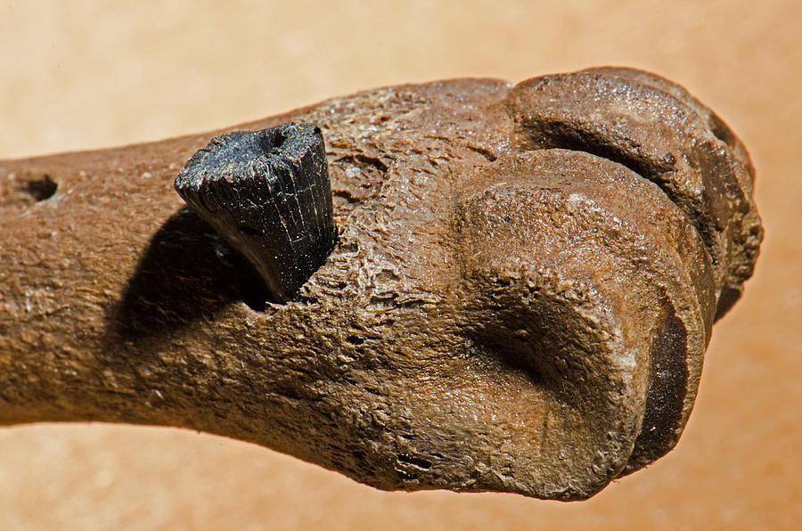 Deer Leg Bone Fossil With Fossil Photograph by Millard H. Sharp