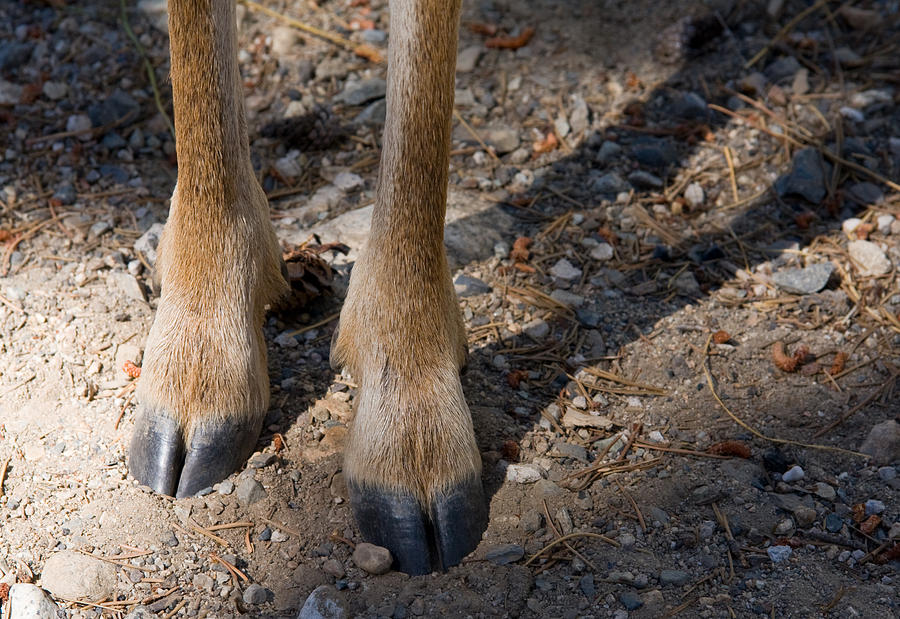 Deer Legs Photograph by Melinda Fawver