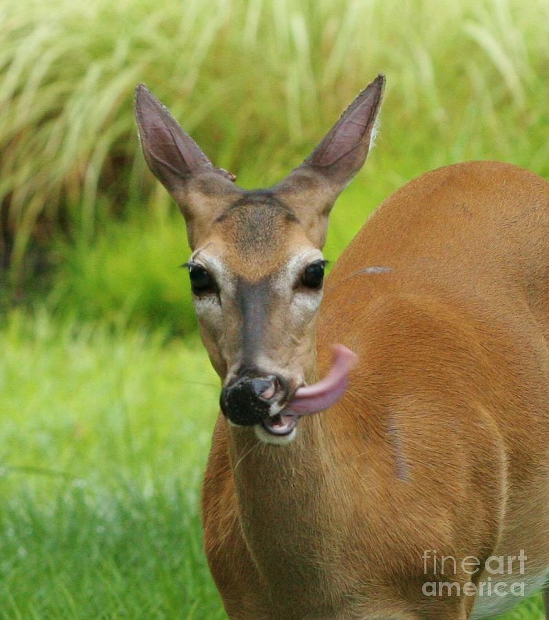 Deer Lick Photograph by Patrick Morgan