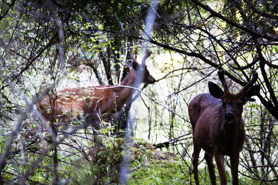 Deer Looking for Food Photograph by Edward Hawkins II