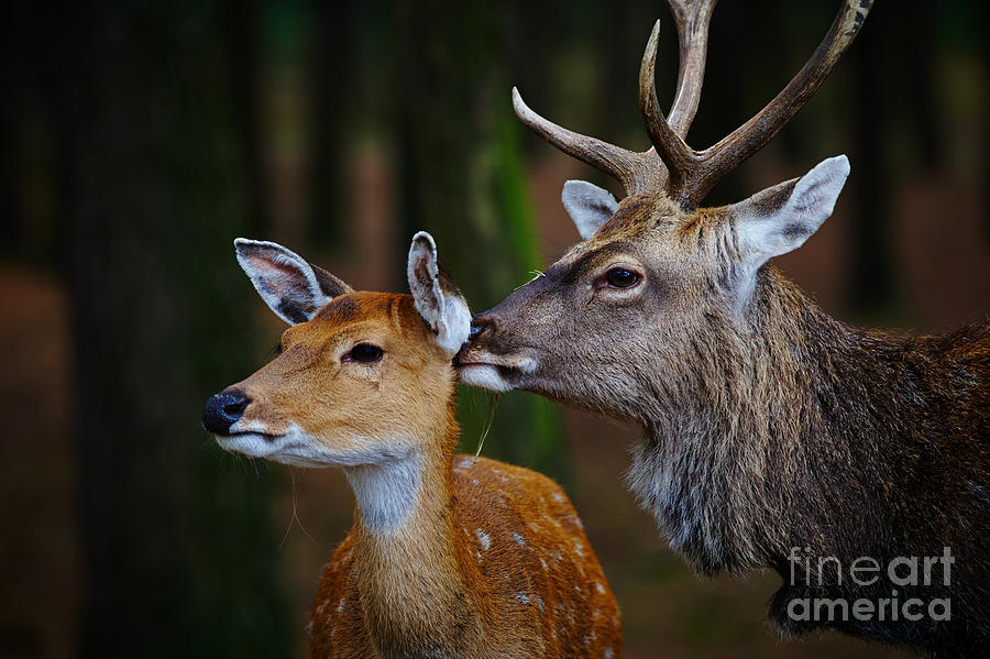 Deer love Photograph by Nick  Biemans