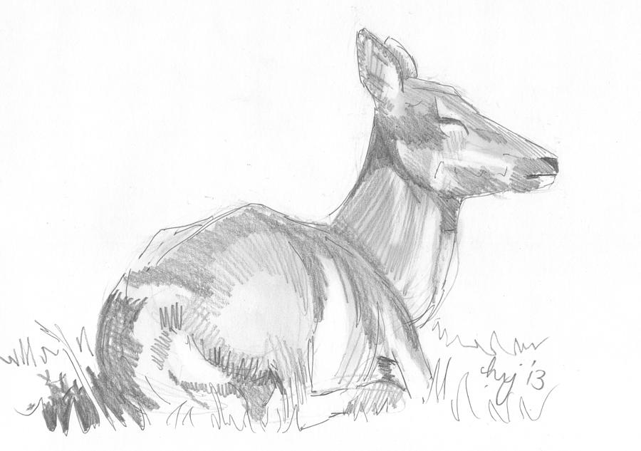 Deer lying down drawing Drawing by Mike Jory.
