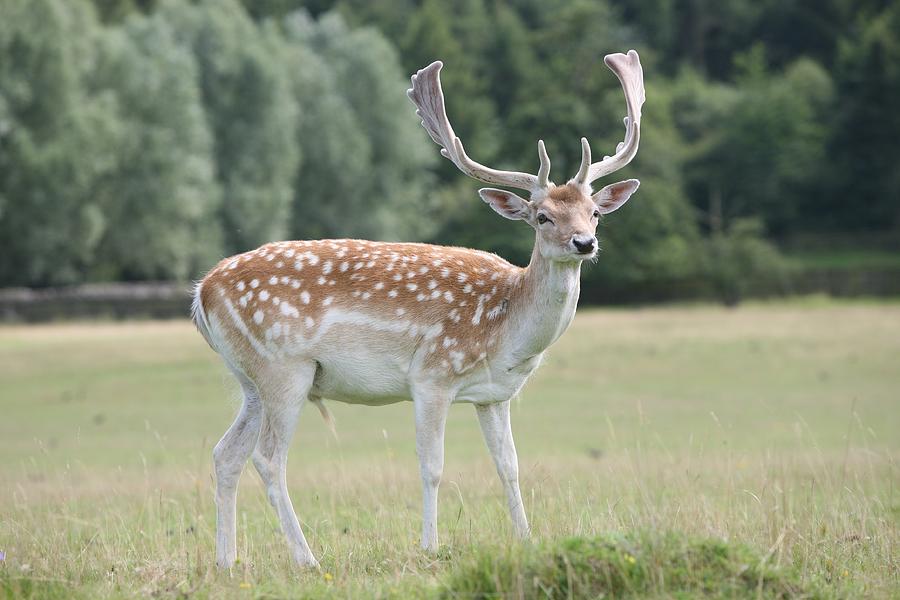 Nature Photograph - Deer by Mark Severn