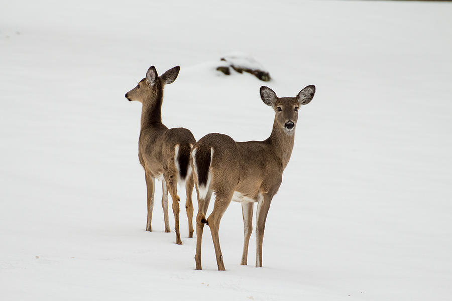 Deer Mirror Photograph by Kevin Jack - Fine Art America