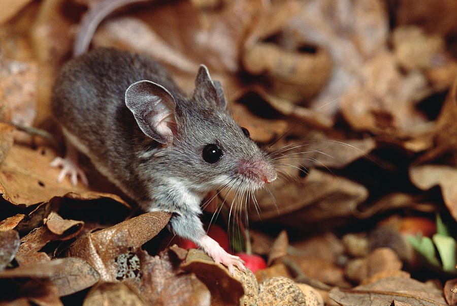 Deer Mouse Photograph by Gerry Ellis