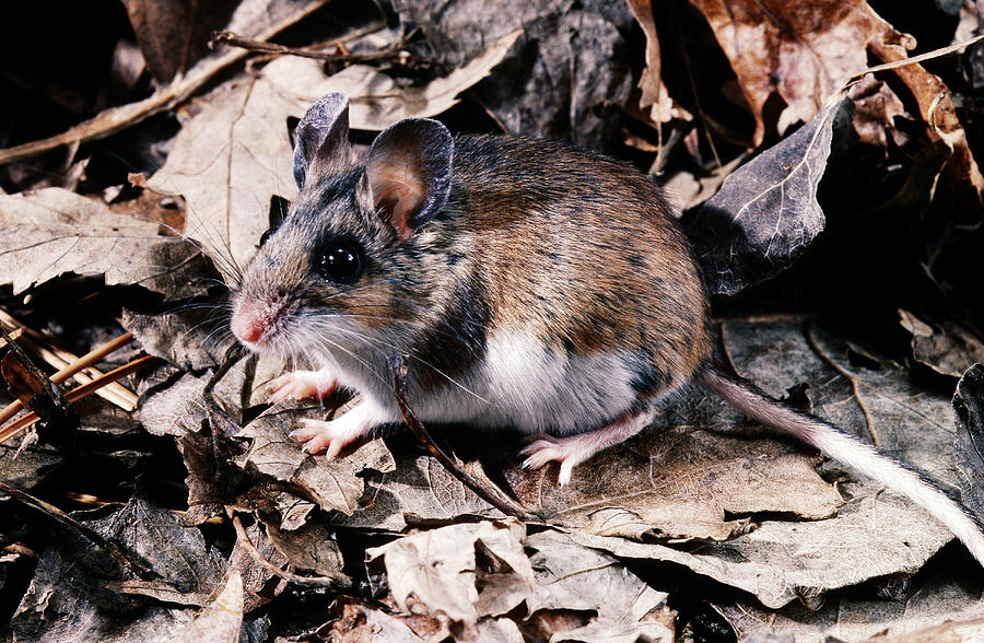 Mammal Photograph - Deer Mouse by Robert J. Erwin