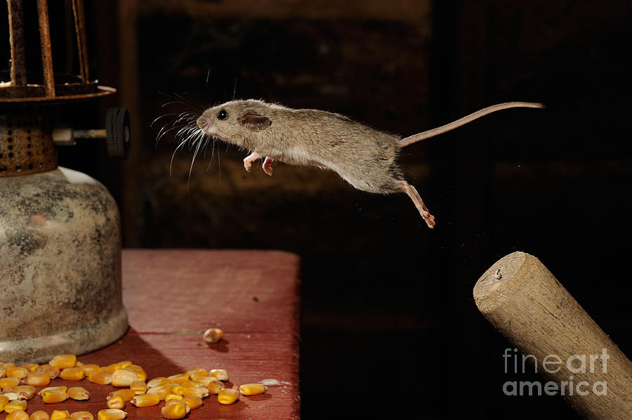Mouse Photograph - Deer Mouse by Scott Linstead