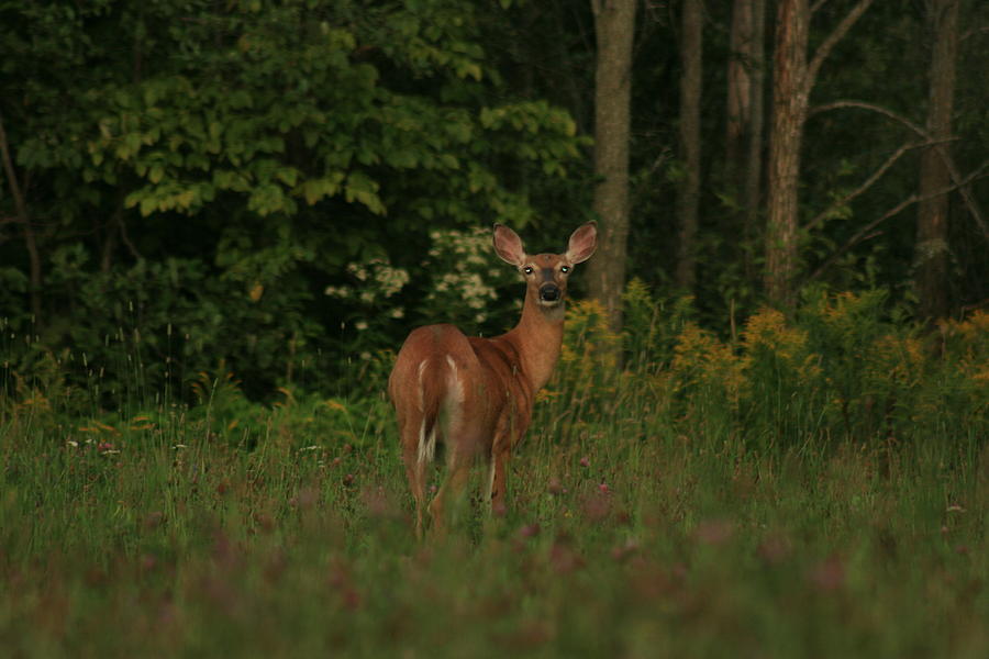 Deer Muskoka Photograph by Paula Brown