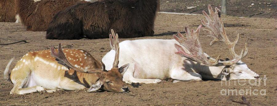 Wildlife Conservation Photograph - Deer Nap by Ausra Huntington nee Paulauskaite