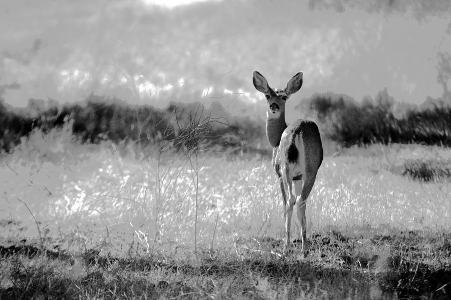 Deer Photograph by Nicole Swanger