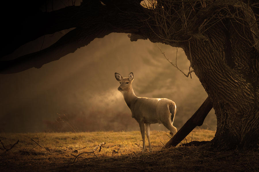Deer on a cold winter morning Photograph by Photographer3431