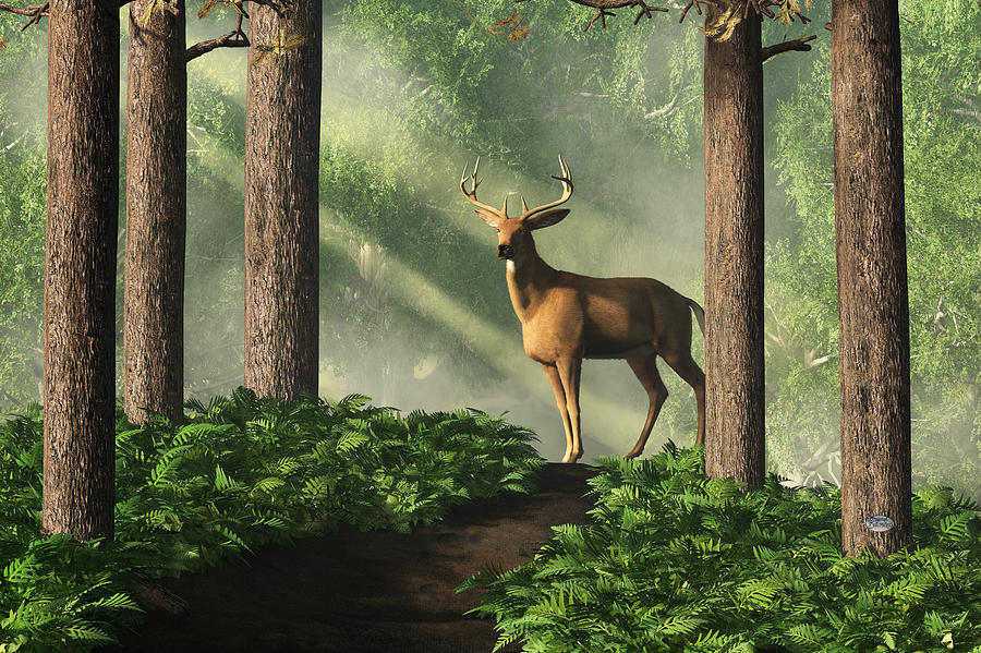 Deer on a Forest Path Digital Art by Daniel Eskridge