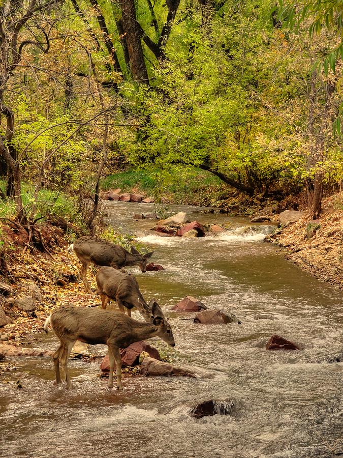Deer on Fountain Creek Photograph by Lanita Williams