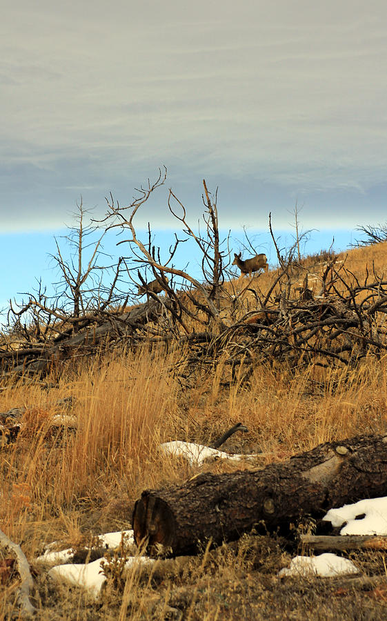 Deer on Ridge  Photograph by Jennifer Robin