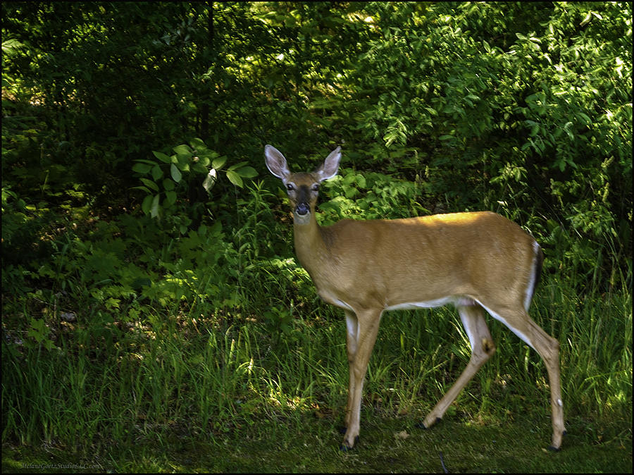 Deer on the Macomb Orchard Trails Photograph by LeeAnn McLaneGoetz McLaneGoetzStudioLLCcom