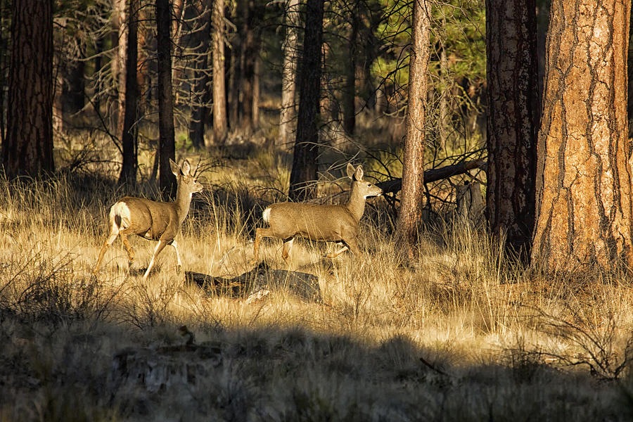 Deer on the Run Photograph by Belinda Greb