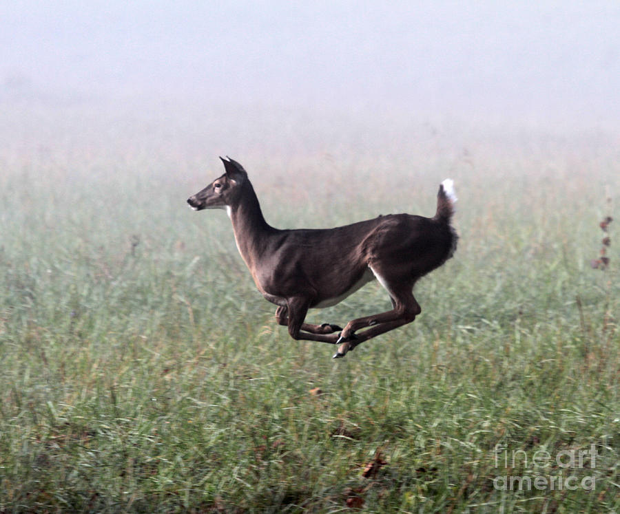 Deer On The Run Photograph