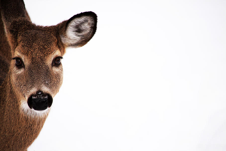 Deer Photograph - Deer On The Side by Karol Livote
