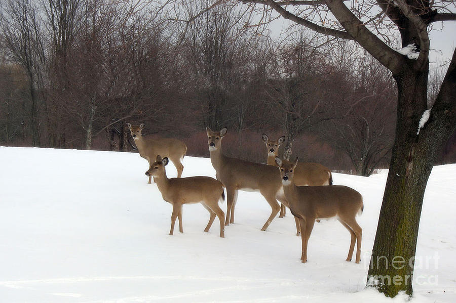 Deer In The Woods Photograph - Deer Photography - Michigan Deer Herd Winter Snow Landscape  by Kathy Fornal