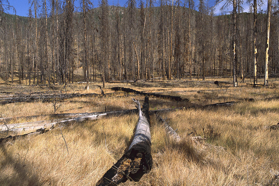 Deer Plateau After 1990 Forest Burn Photograph by Gerry Ellis