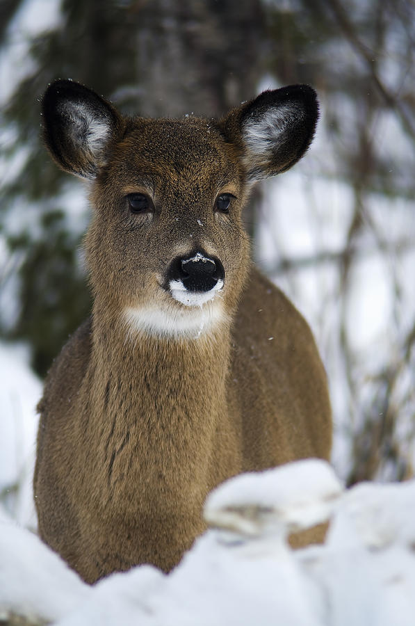 Deer Portrait Photograph by Nebojsa Novakovic