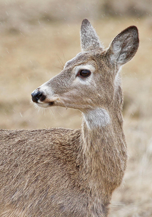 White Tail Deer Profile Photograph by Athena Mckinzie