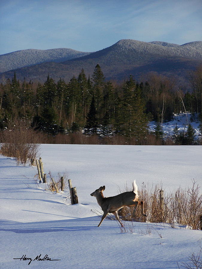 Deer Run Photograph by Harry Moulton