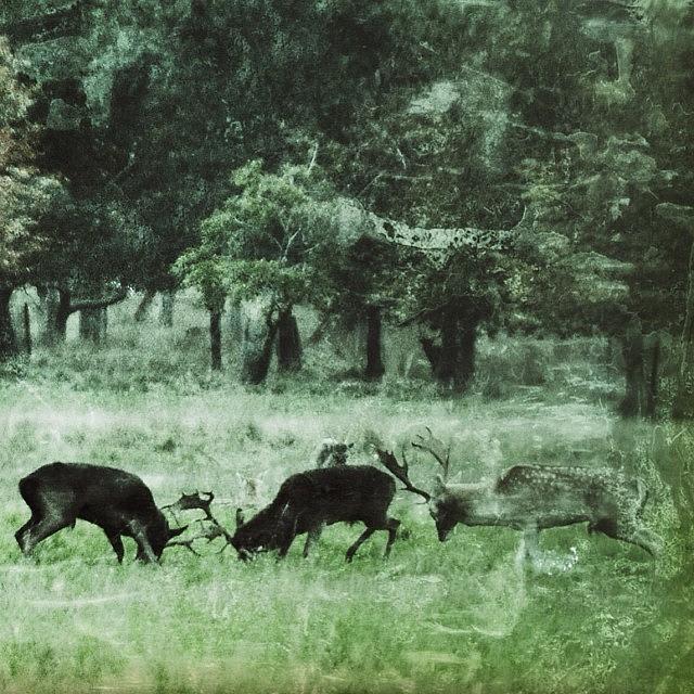 Deer Rutting In The Park Photograph by David Lynch