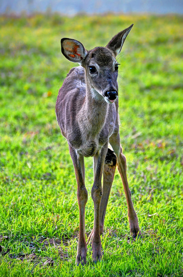Deer Photograph by Savannah Gibbs