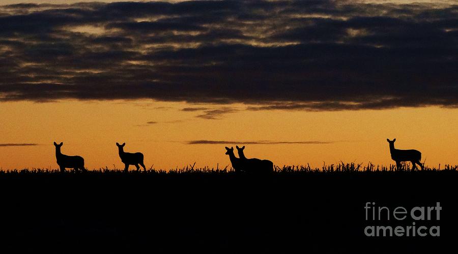 Deer Silhouette Photograph by J L Zarek