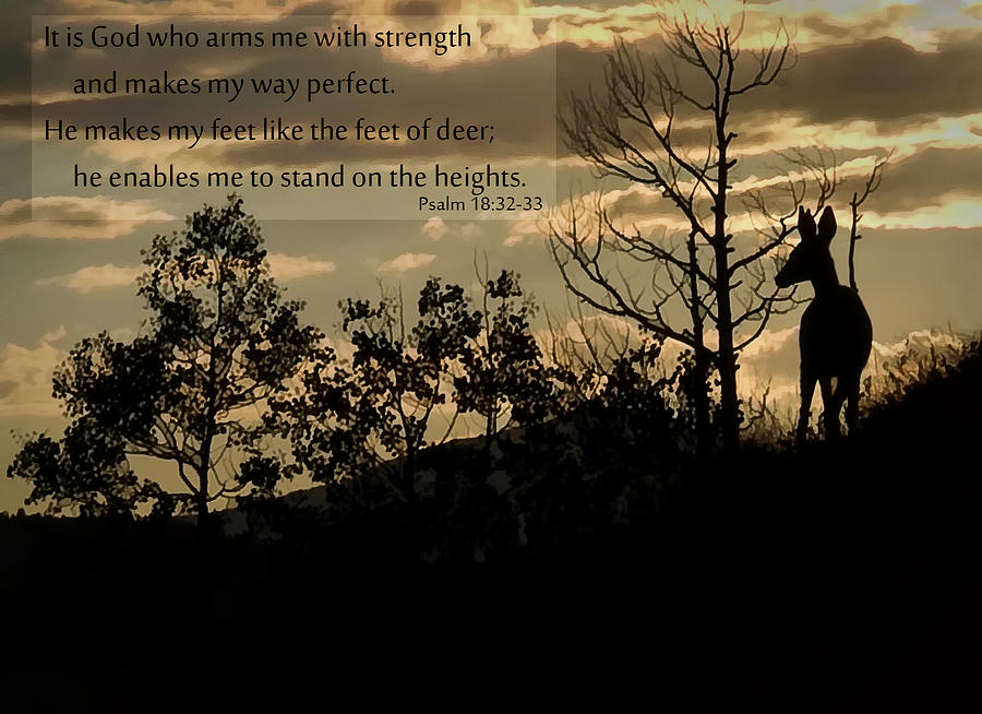 Deer Silhouette Photograph by Priscilla Burgers
