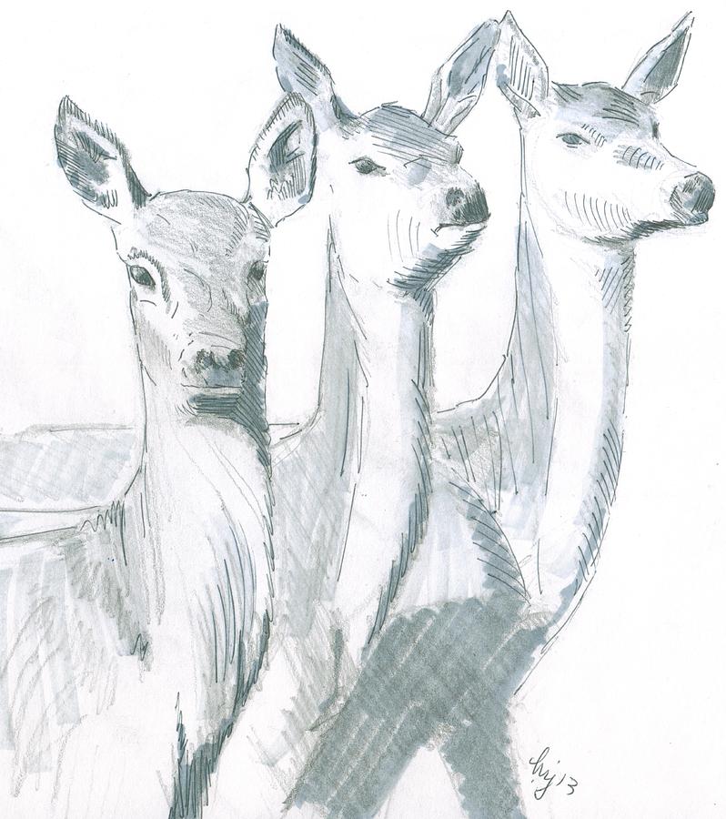 Deer Sketch Drawing by Mike Jory