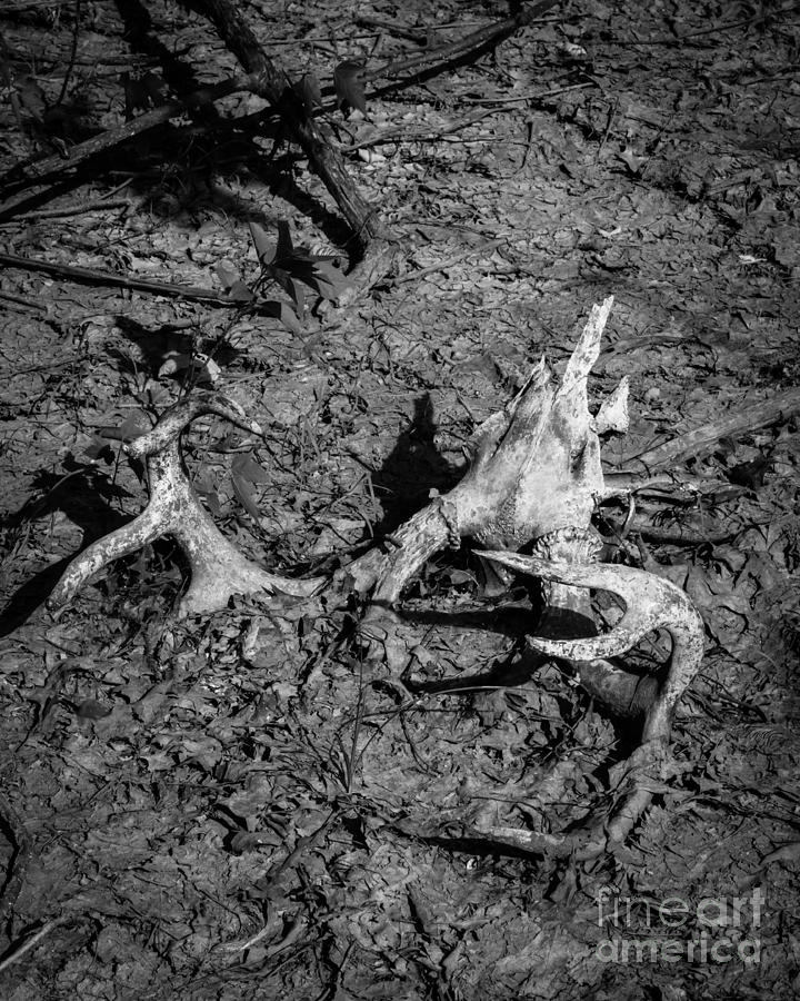 Deer Skull and Antlers Black and White Photograph by Rick Grisolano ...