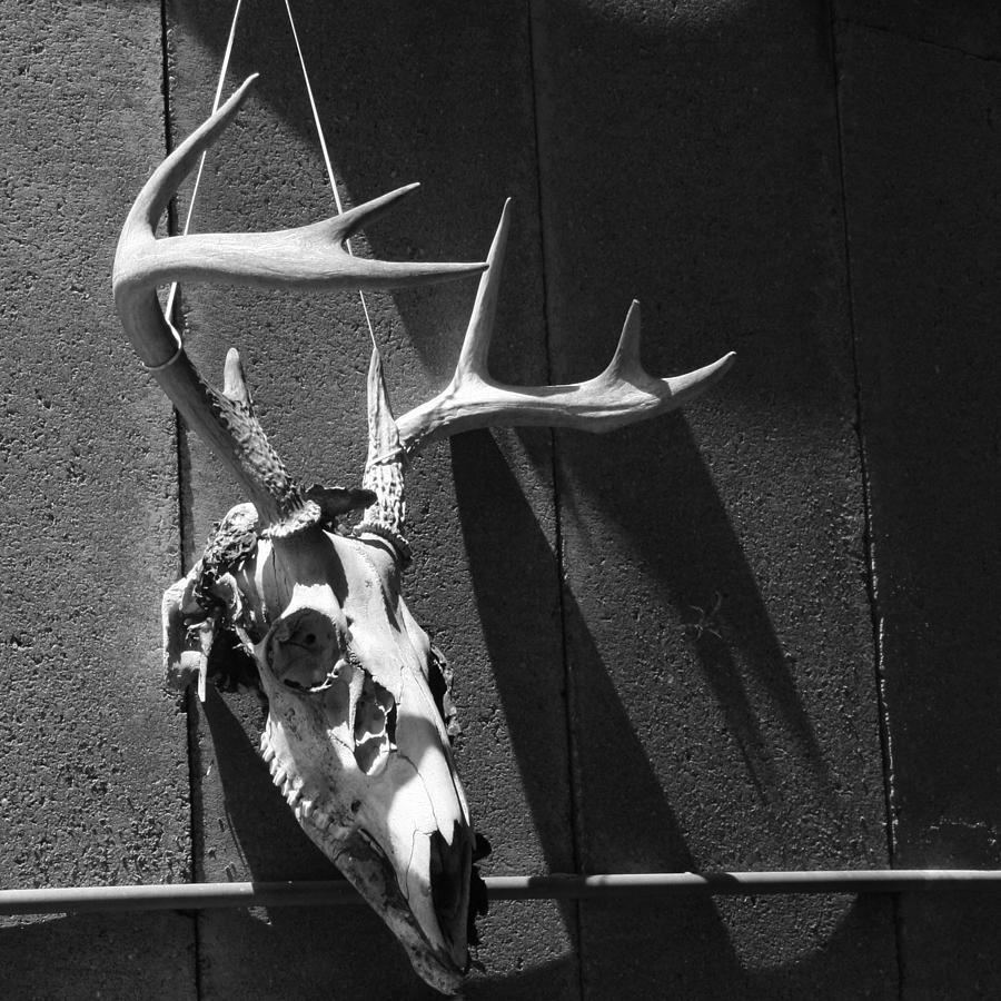 Deer Skull Photograph by Brooke T Ryan