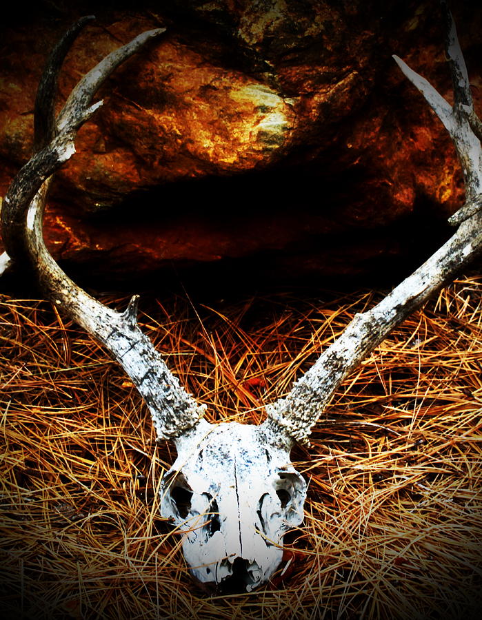 Deer Skull Photograph