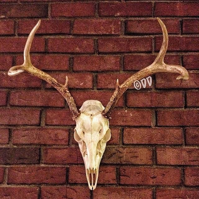 Deer Skull Photograph by Danielle McNeil
