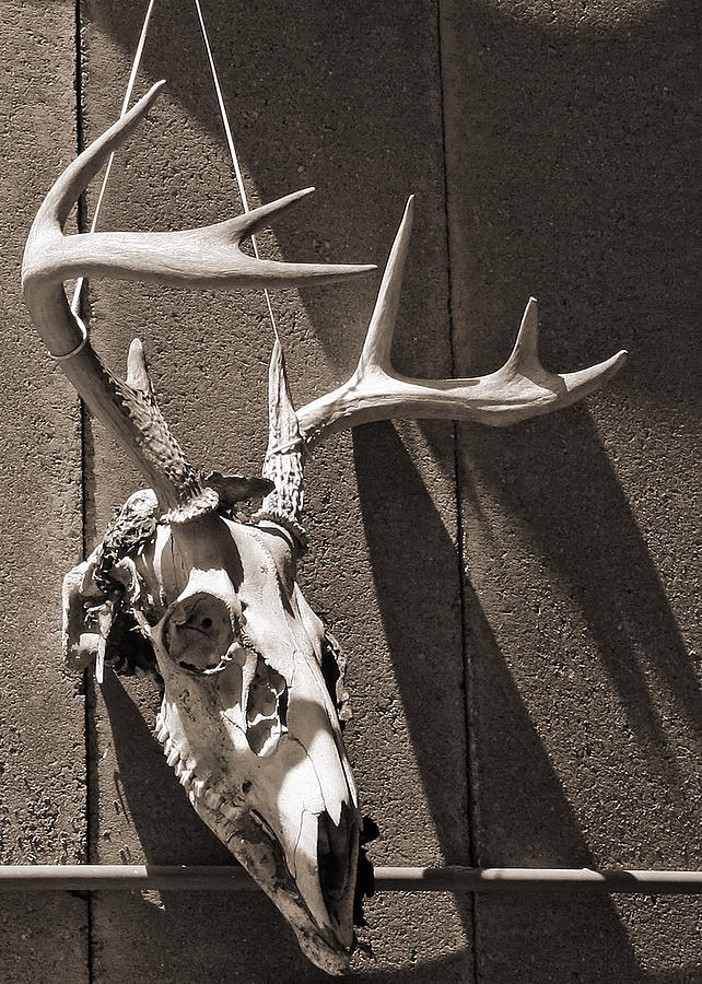 Deer Skull in Sepia Photograph by Brooke T Ryan