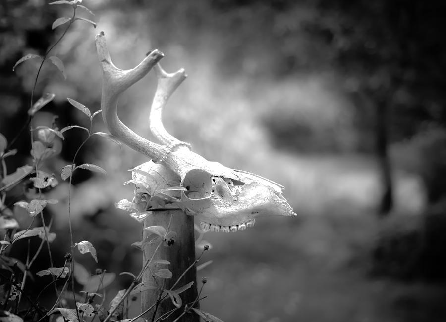Deer Skull is a Glowing Subject Photograph by Ronda Broatch