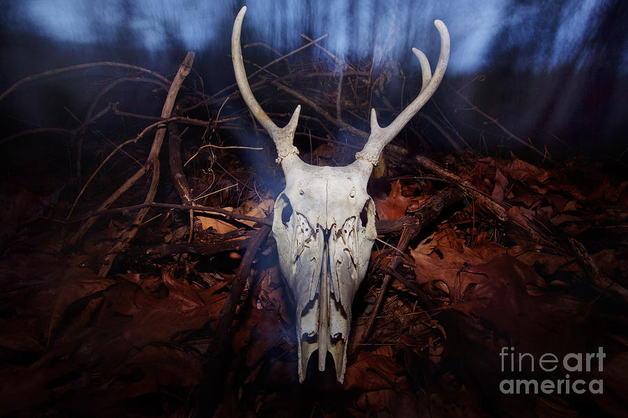 Deer skull Photograph by Jonathan Welch