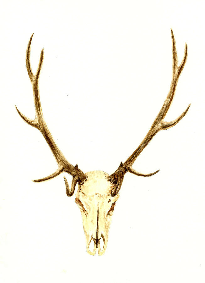Wildlife Painting - Deer Skull by Michael Vigliotti
