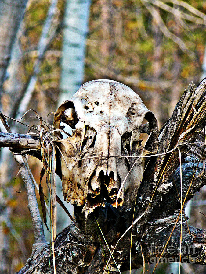 Deer Skull Totem Photograph by Chris Sotiriadis