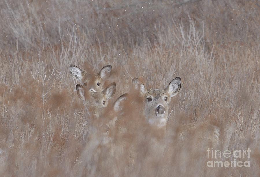 Deer Soft Photograph by Randy Bodkins