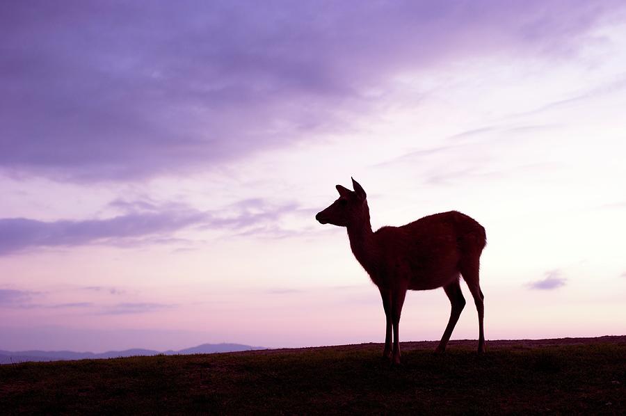 Deer Standing On Mt. Wakakusa Photograph by Photo By Ball1515