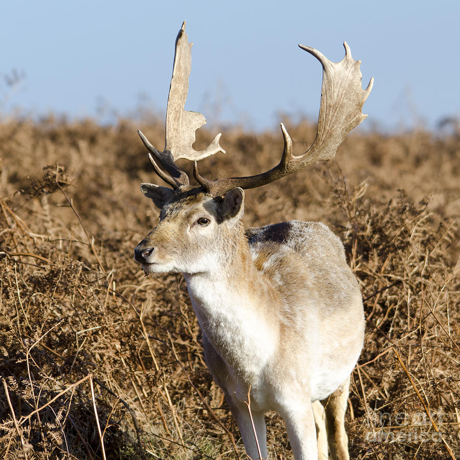 Deer Photograph by Steev Stamford