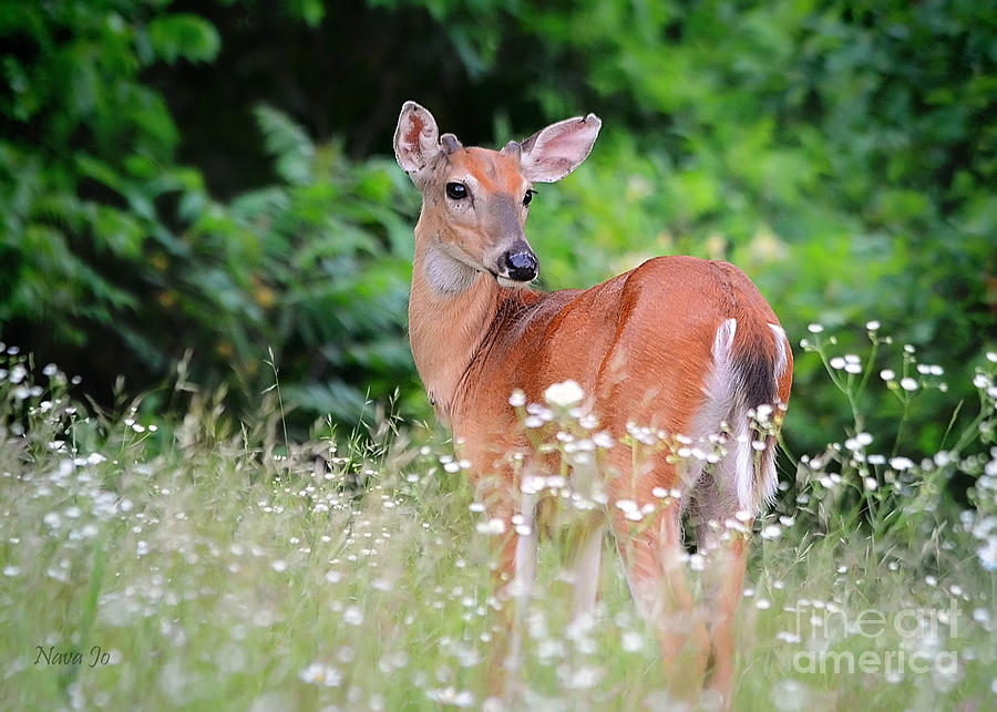 Deer Summertime Photograph by Nava Thompson