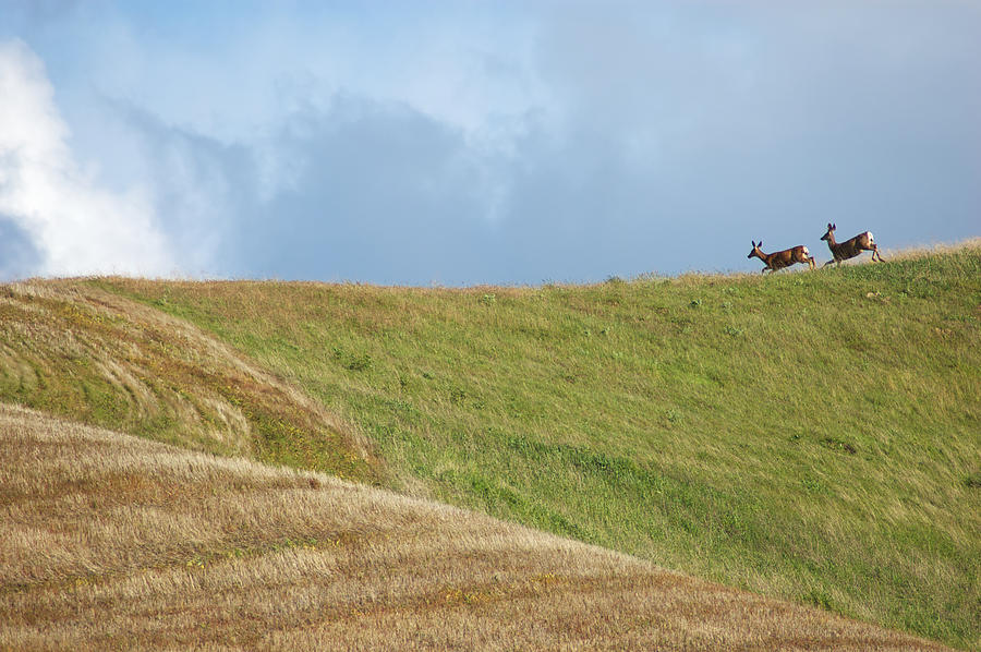 Deer Taking Flight Photograph by Mary Lee Dereske