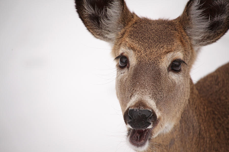 Deer Talk Photograph by Karol Livote